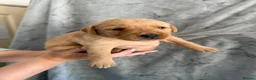 Labrador Retriever dogs for sale: Labrador Puppies Looking For Their Forever Homes  - Advert 9