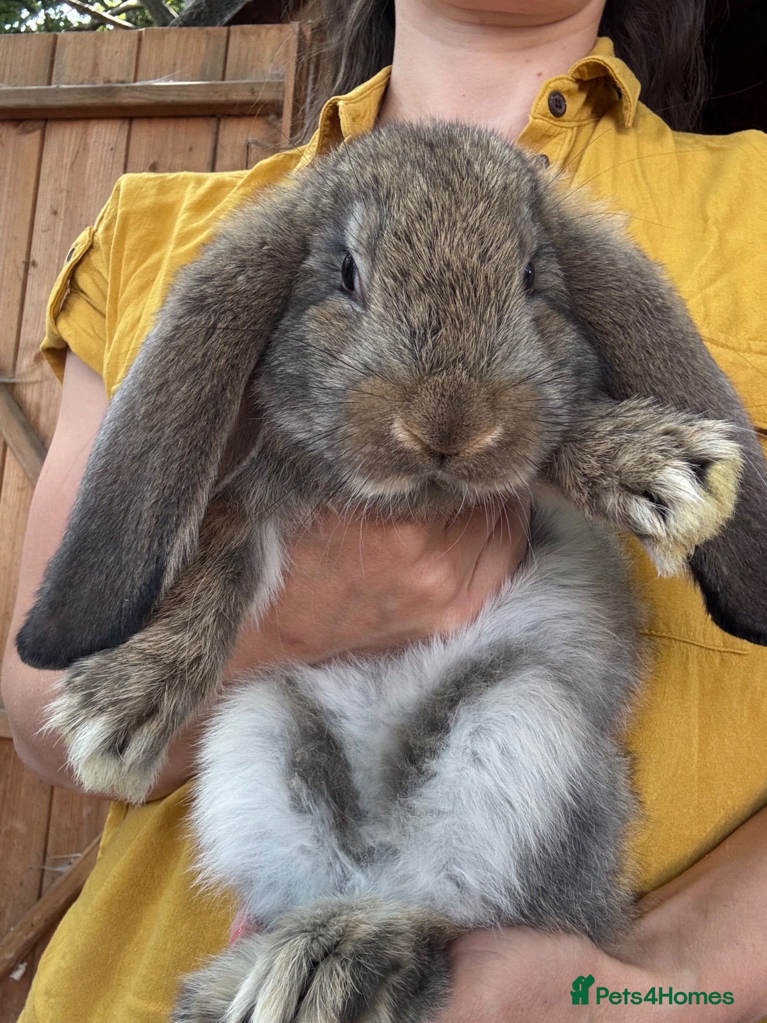 French Lop rabbits Ready Soon • Quality French Lop Bunnies - Advert 2