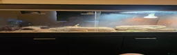 Bearded Dragon reptiles for sale: Bearded dragon and set up - Advert 2