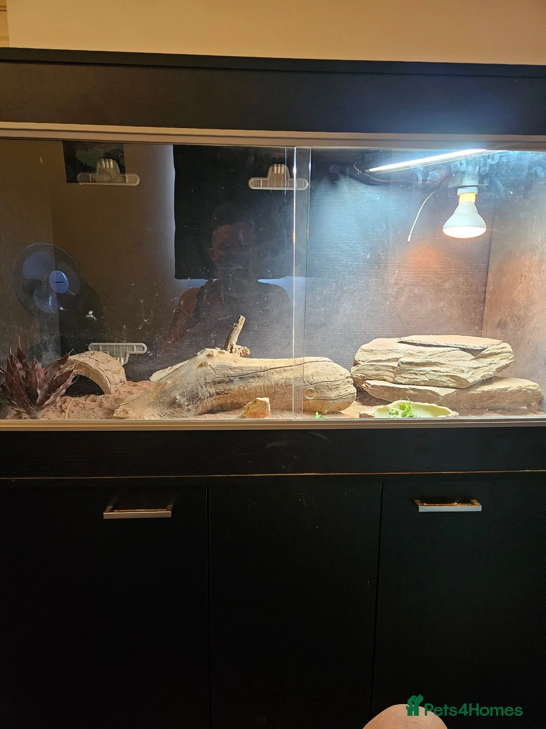 Bearded Dragon reptiles for sale: Bearded dragon and set up - Advert 2