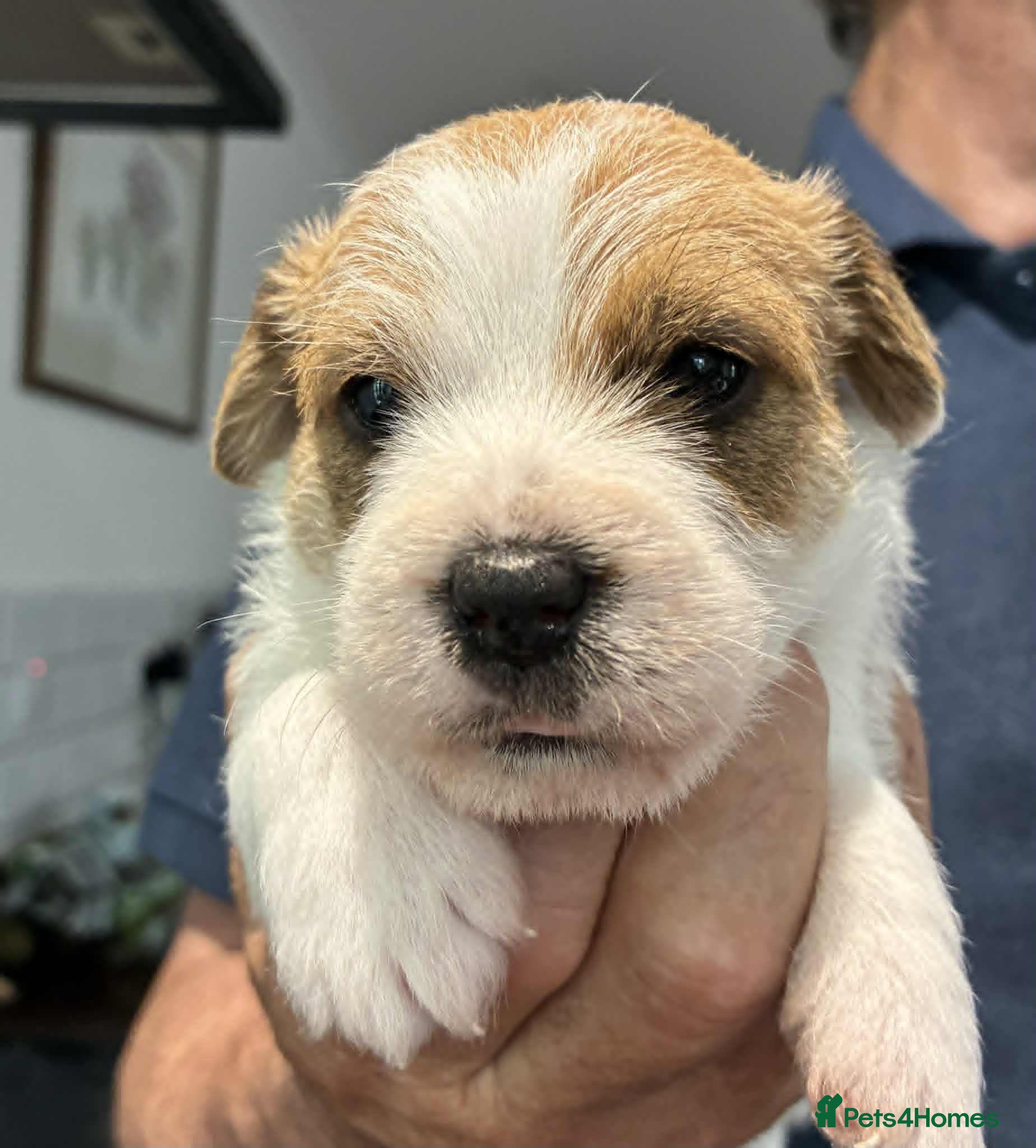 Jack Russell dogs K.C Registered Jack Russell puppies - Advert 2