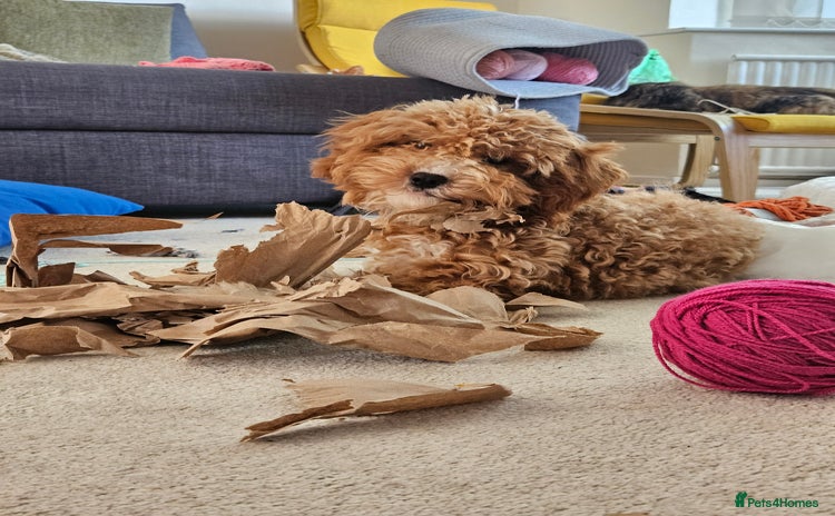 Cavapoo dogs - Advert 13