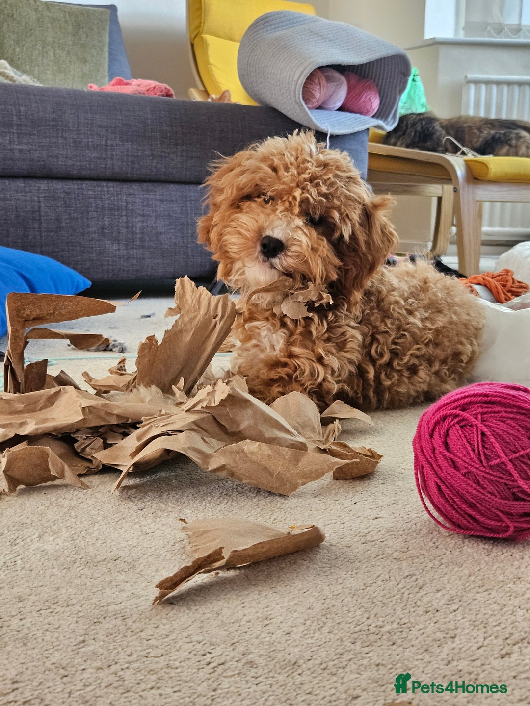 Cavapoo dogs for sale: Sweet little lady looking for a loving home - Image 1