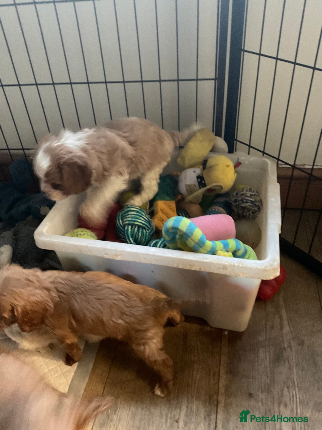 Cavalier King Charles Spaniel dogs for sale: Specialist Health Tested Cavalier King Charles  - Advert 2