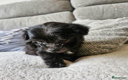 Morkie dogs for sale: 🐶 Adorable Morkie Puppies 🐶 - Image 15
