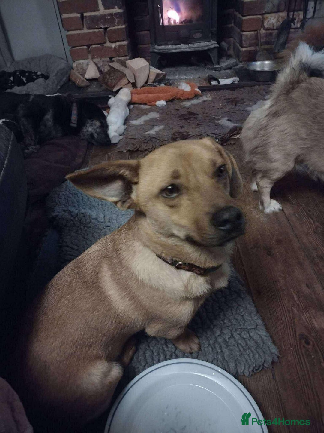 Mixed Breed dogs for adoption: Rescue boy Ethan is looking for his forever home - Advert 1