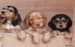 Cocker Spaniel dogs for sale: Full Cocker Spaniels Puppies  - Image 1
