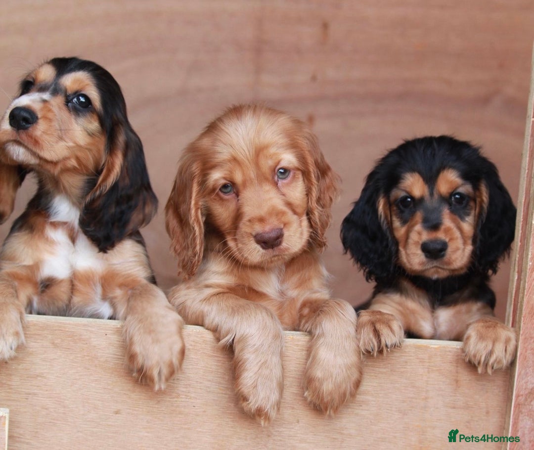 Cocker Spaniel dogs for sale: Full Cocker Spaniels Puppies  - Image 1