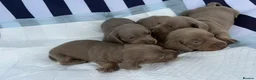 Miniature Dachshund dogs for sale: Miniature Dachshund Puppies - Advert 6