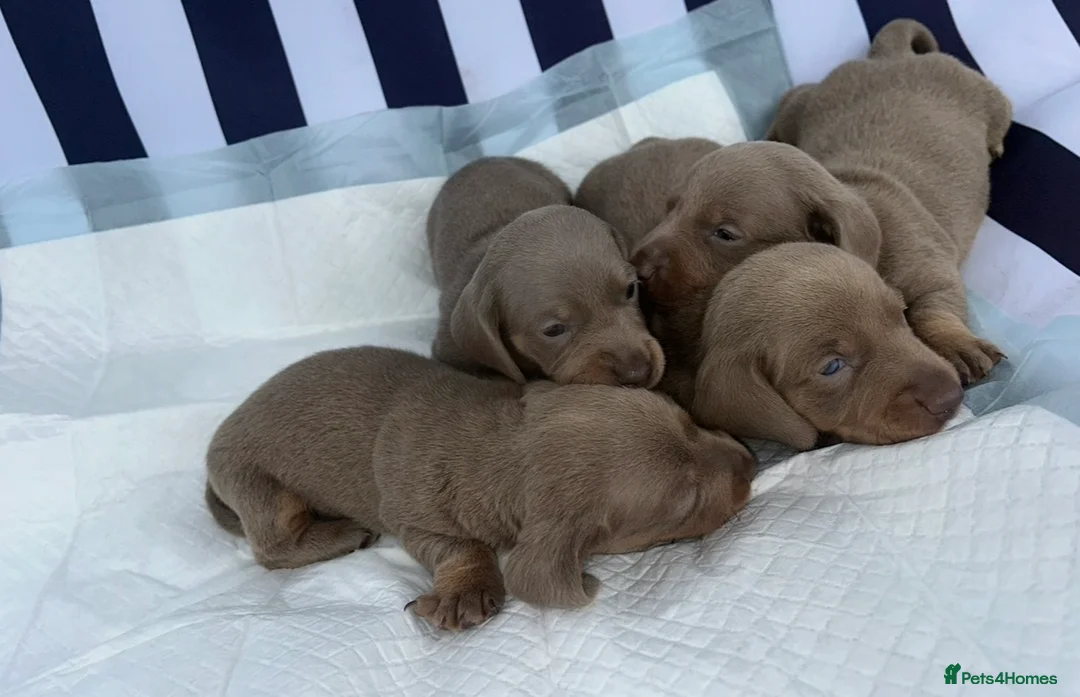 Miniature Dachshund dogs for sale: Miniature Dachshund Puppies - Advert 6