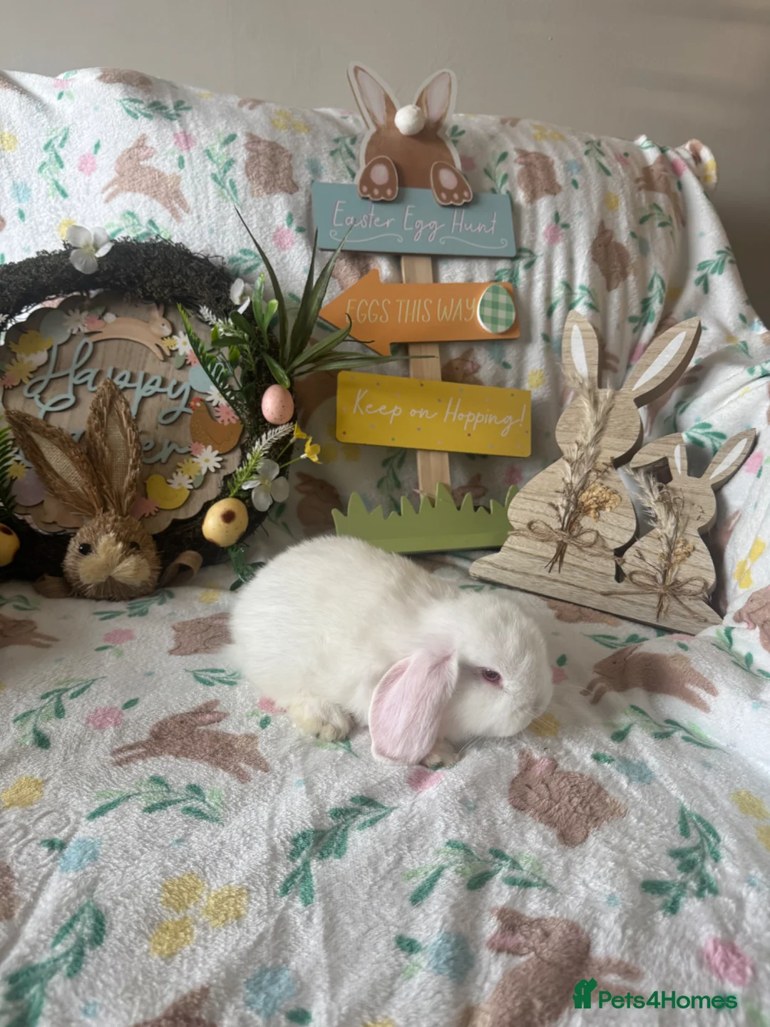 Mini Lop rabbits for sale: ✨ Mini Lop Bunnies For Sale ✨  - Advert 3