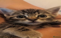 British Shorthair cats for sale: Well socialised Kitten  - Image 7