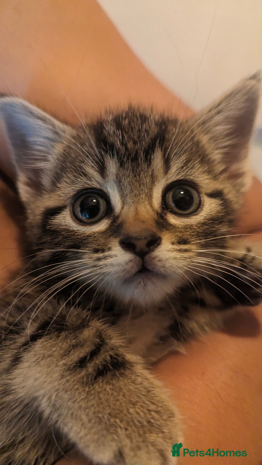 British Shorthair cats for sale: Well socialised Kitten  - Image 7