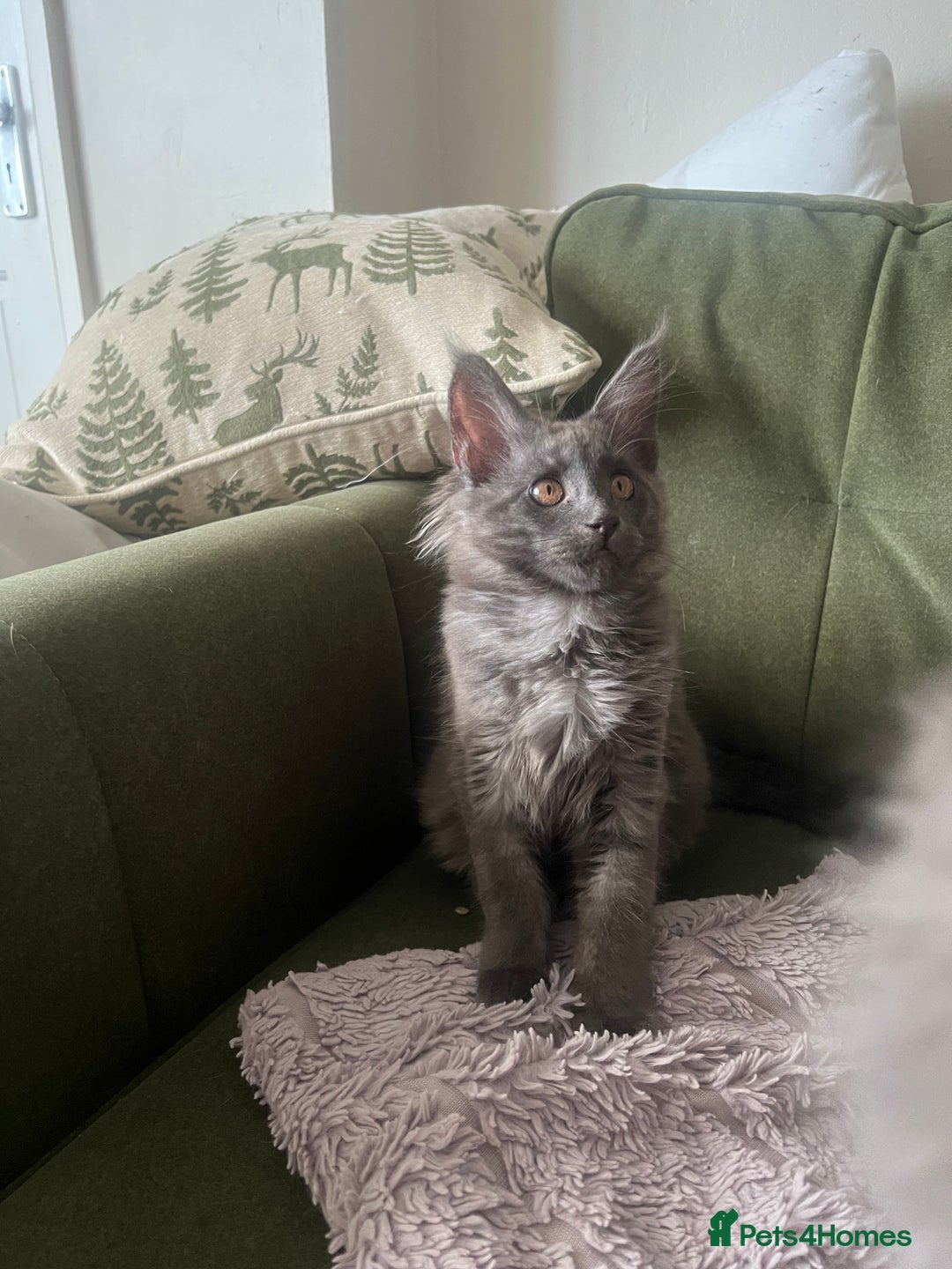 Maine Coon cats for sale: Ready now. Maine Coons big and chunky💖 - Image 36
