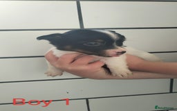 Jack Russell dogs for sale: Stunning Jack Russel puppies for sale - Image 4