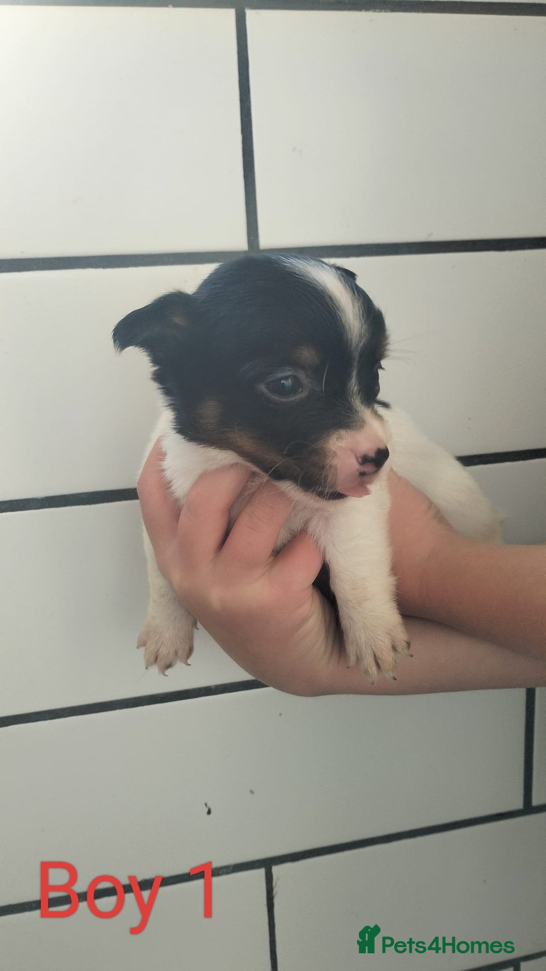 Jack Russell dogs for sale: Stunning Jack Russel puppies for sale - Image 4