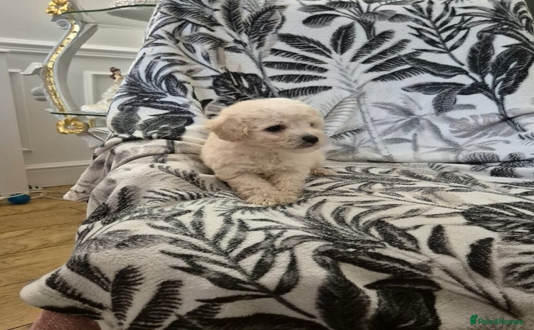 Maltipoo dogs - Advert 1