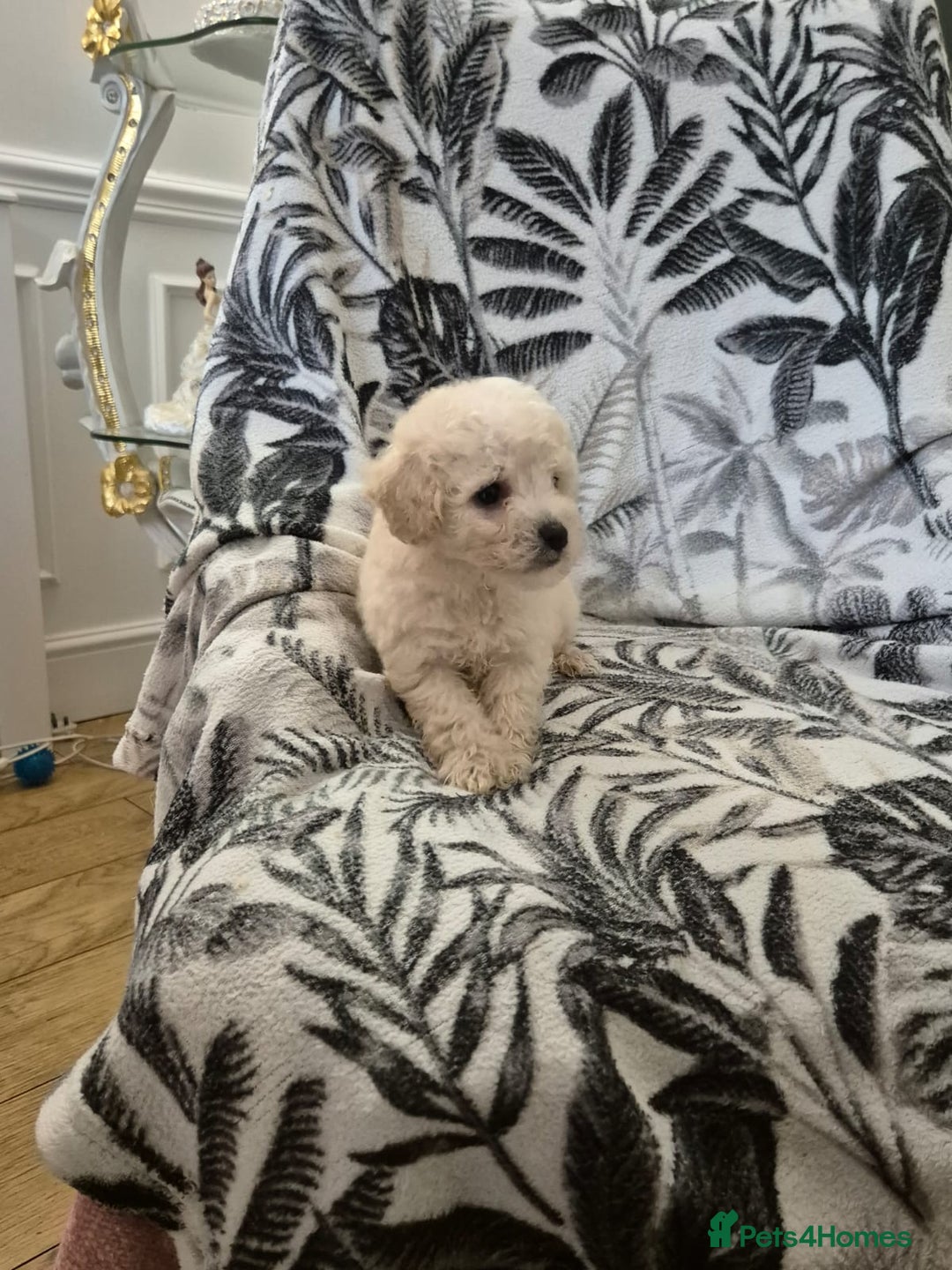 Maltipoo dogs for sale: Stunning multipoo puppy's  - Image 1