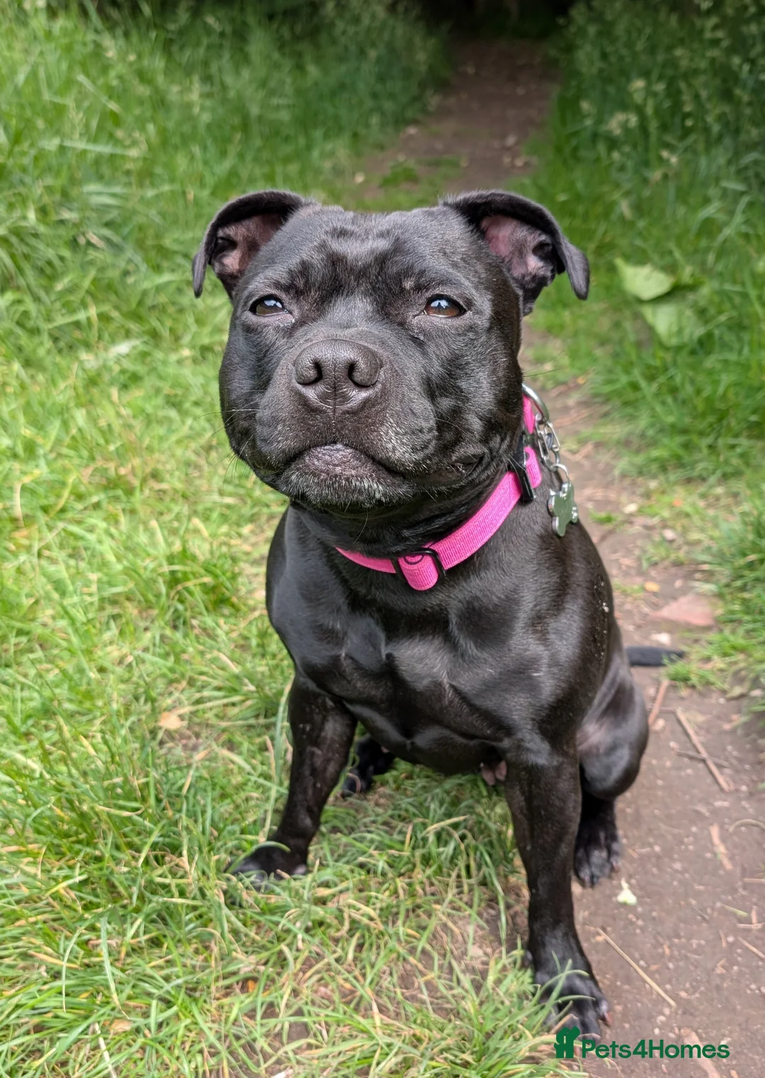 Staffordshire Bull Terrier dogs for sale: King Fury KCreg excellent pedigree blue/black pups - Advert 31
