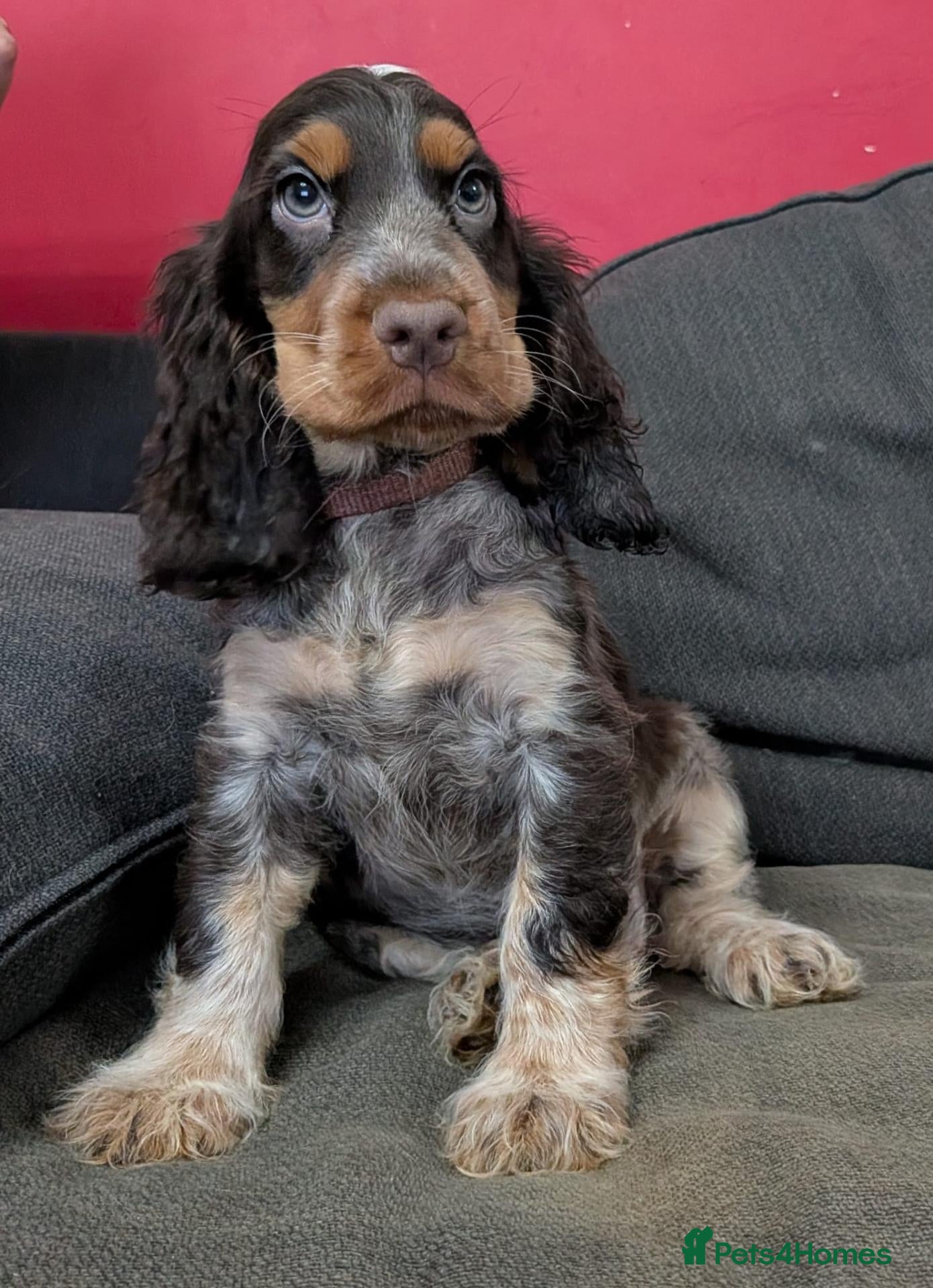 Cocker Spaniel dogs KC Show Cocker Spaniel Pups Health Tested Parents - Advert 2