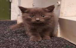 Mixed Breed cats for sale: 4 CUTE KITTENS FOR SALE! - Image 11
