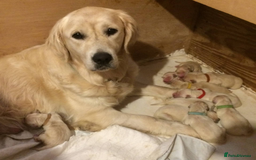 Golden Retriever dogs for sale: Quality Kc Reg. Golden retriever Puppies - Image 11