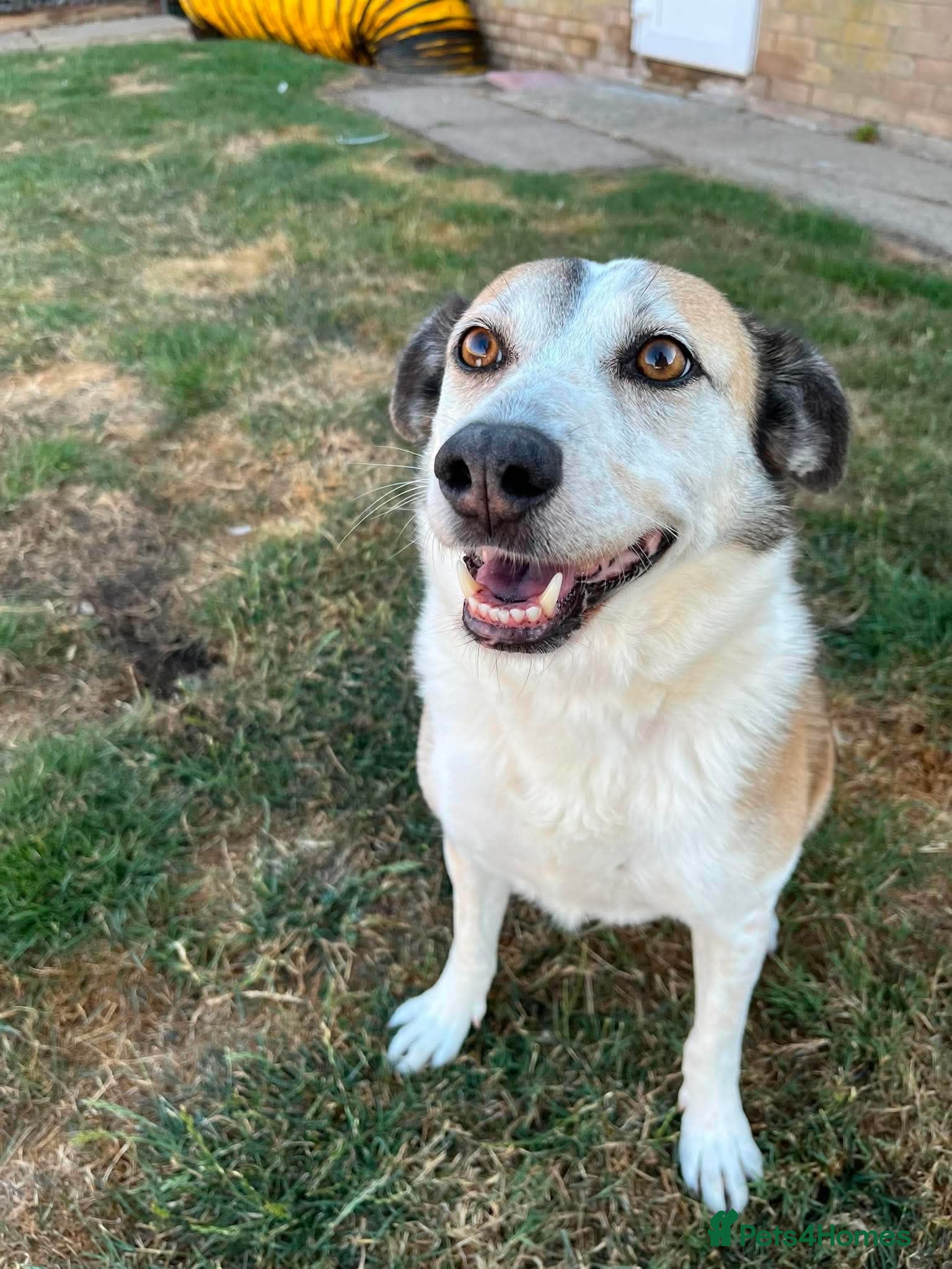 Mixed Breed dogs 🐾 ROMA ❤️ SPECIAL GIRL SEEKS SPECIAL HOME 🏡 - Advert 5
