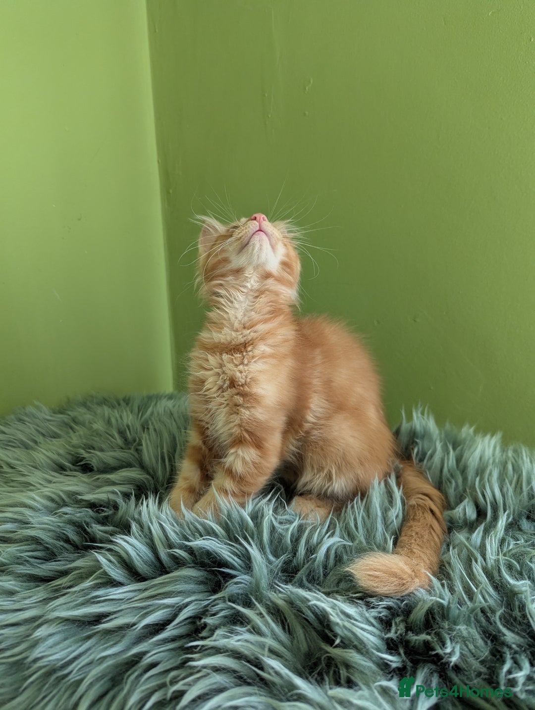 Maine Coon cats for sale: Beautiful Pedigree Maine Coon Kittens  - Image 18
