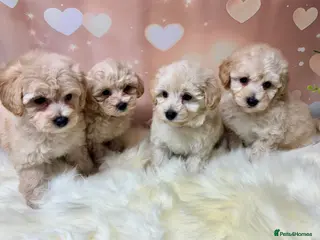 Maltipoo dogs Adorable Toy F1 DNA Tested Parents - Advert 3