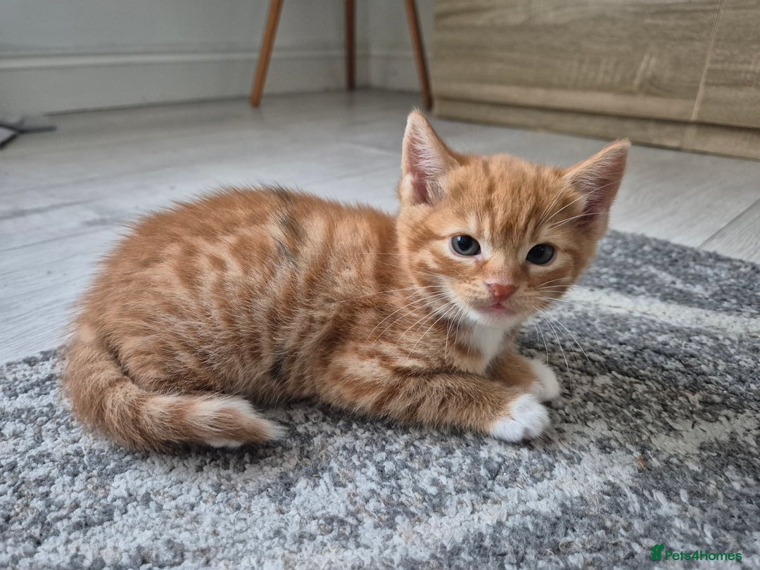 European cats for sale: Cute ginger kitten BOY for sale - Image 7
