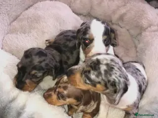 Miniature Dachshund dogs Miniature Dachshund Puppies - Advert 1
