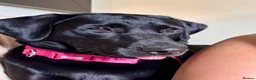 Labrador Retriever dogs for sale: Molly one year old female Labrador pup black  - Advert 1