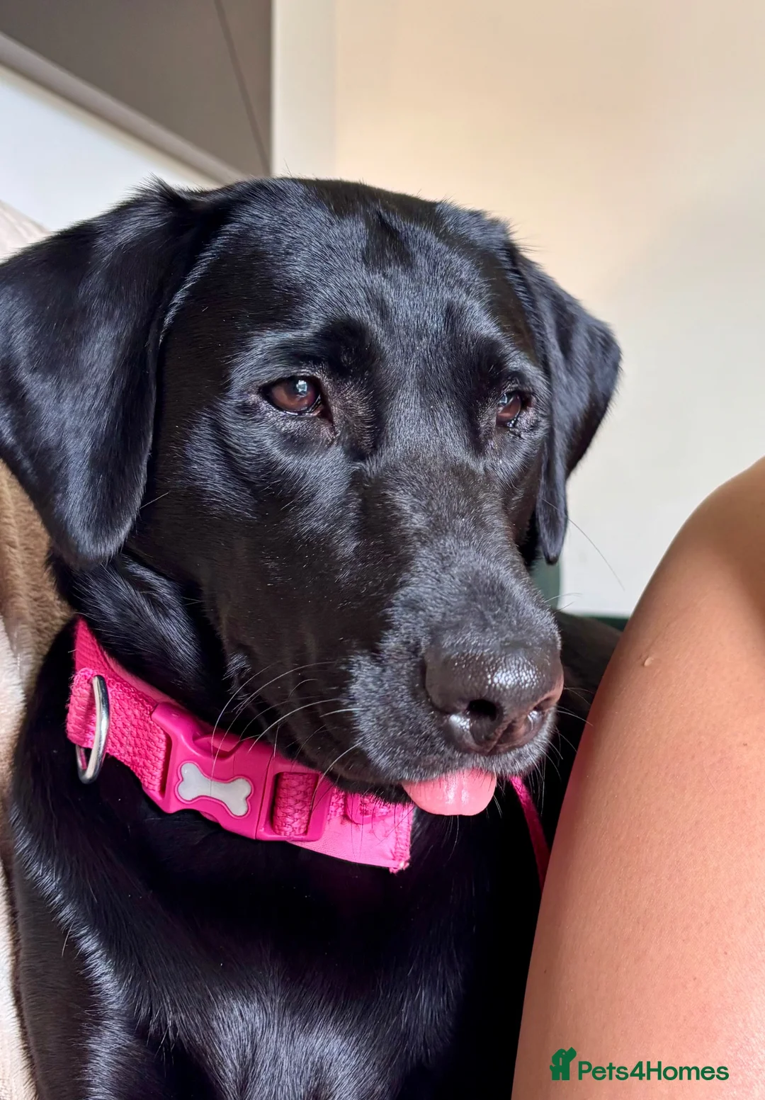 Labrador Retriever dogs for sale: Molly one year old female Labrador pup black  - Advert 1
