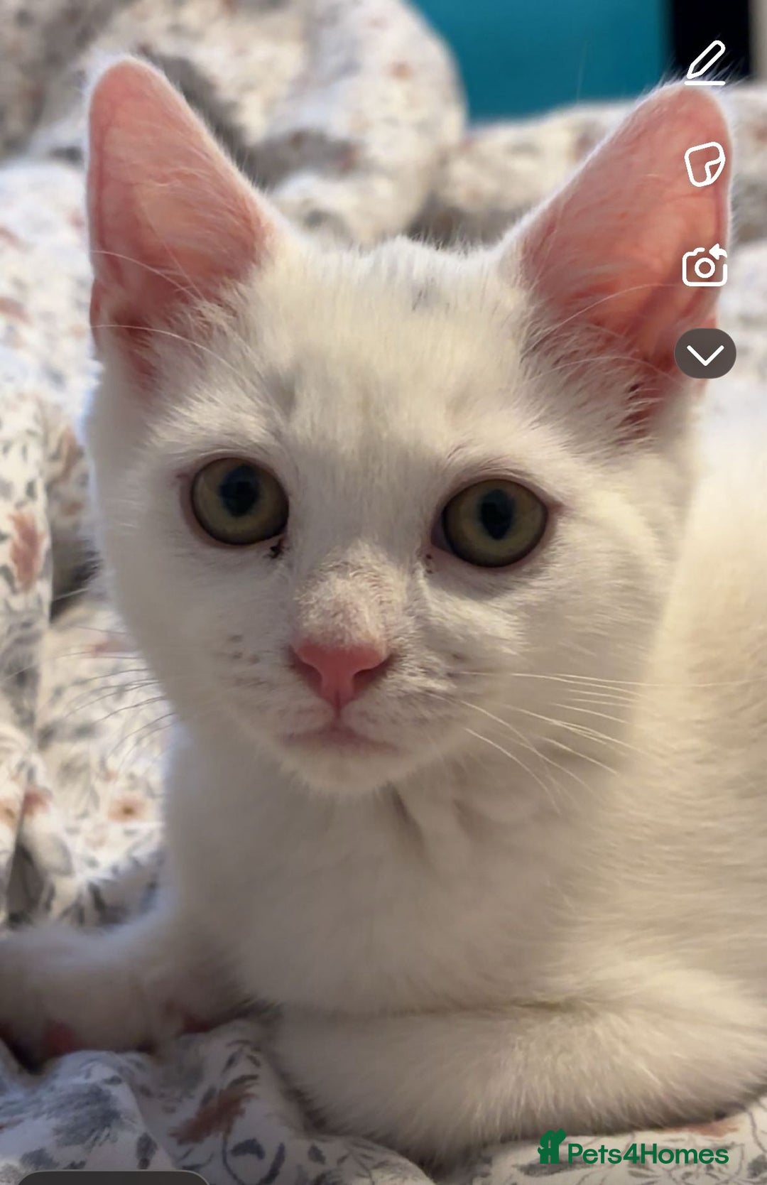 British Shorthair cats for sale: All white British short hair female cat  - Image 3