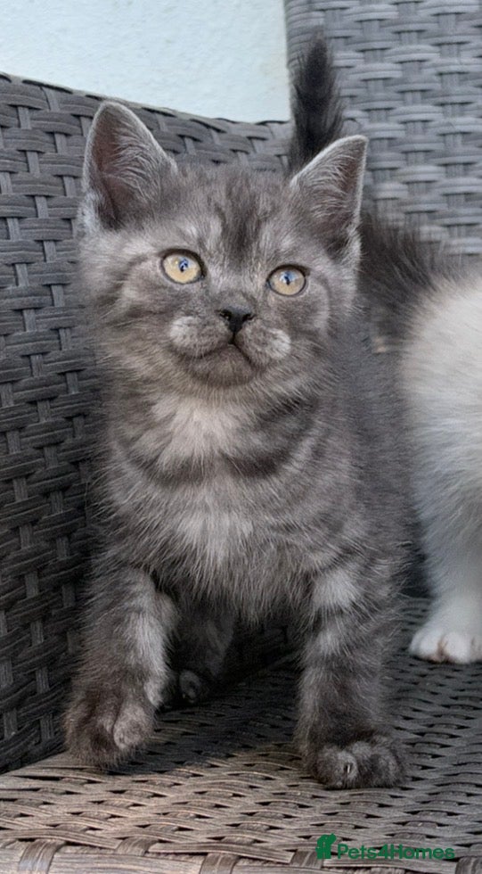 Scottish Fold cats Scottish fold x BSH - Advert 2