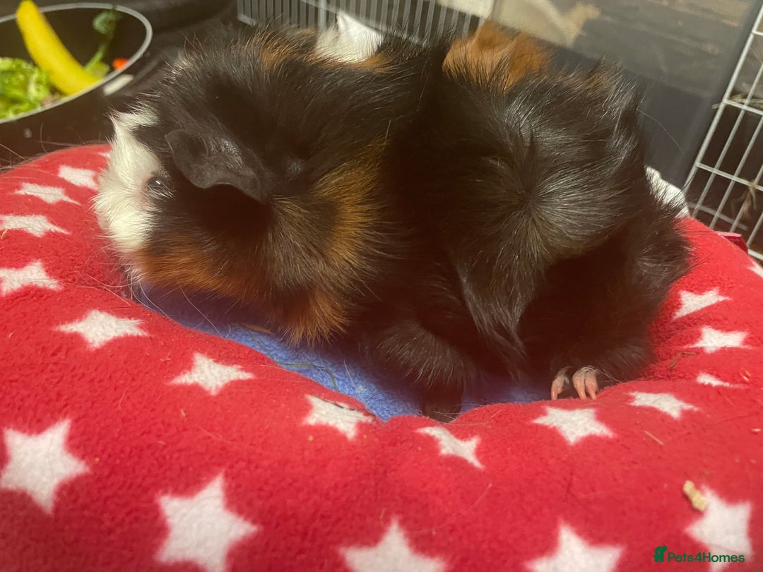 Guinea Pig rodents for sale: Beautiful Abyssinian guinea pigs  - Image 4