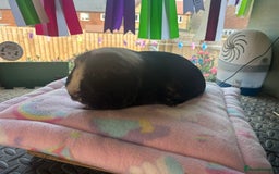 Guinea Pig rodents for sale: Teddy sow and more available  - Image 1