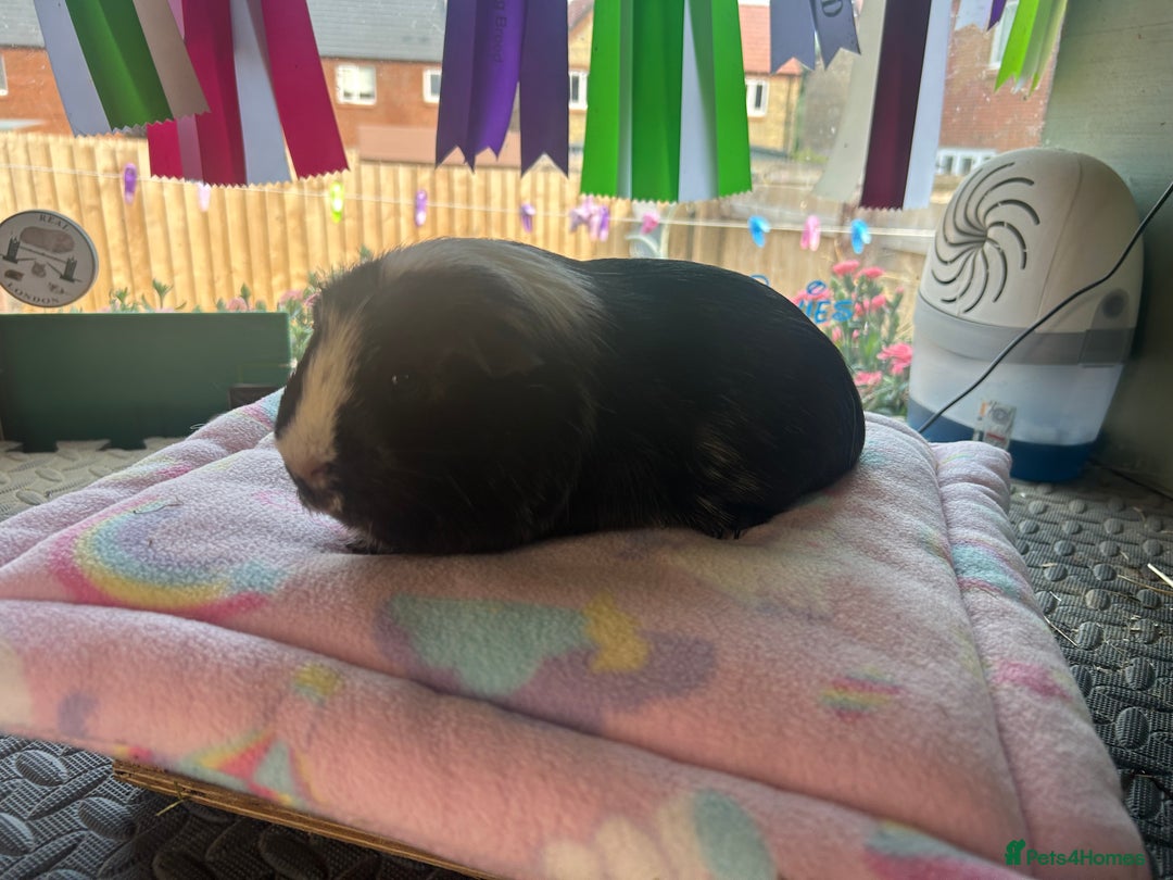 Guinea Pig rodents for sale: Teddy sow and more available  - Image 1