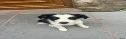 Mixed Breed dogs for sale: 🐾 Six Beautiful Welsh Border Collies 🐾 - Advert 11