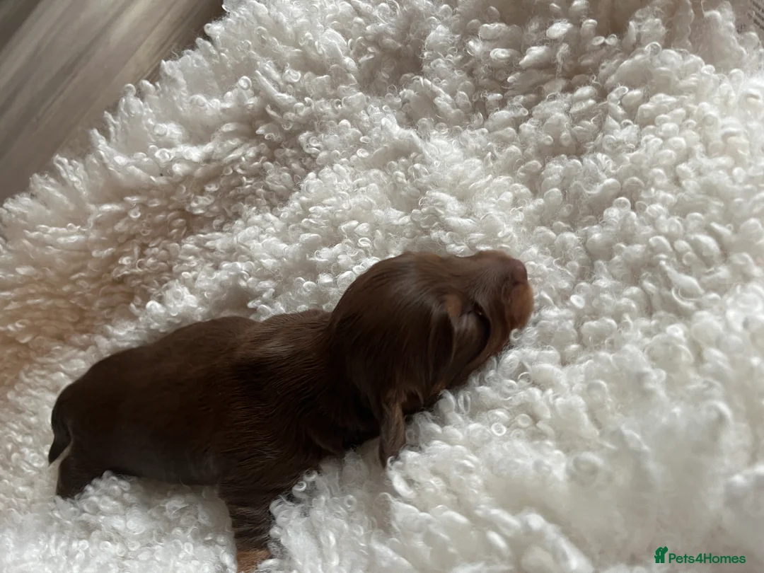Miniature Dachshund dogs for sale: Miniature dachshunds for sale  - Advert 14