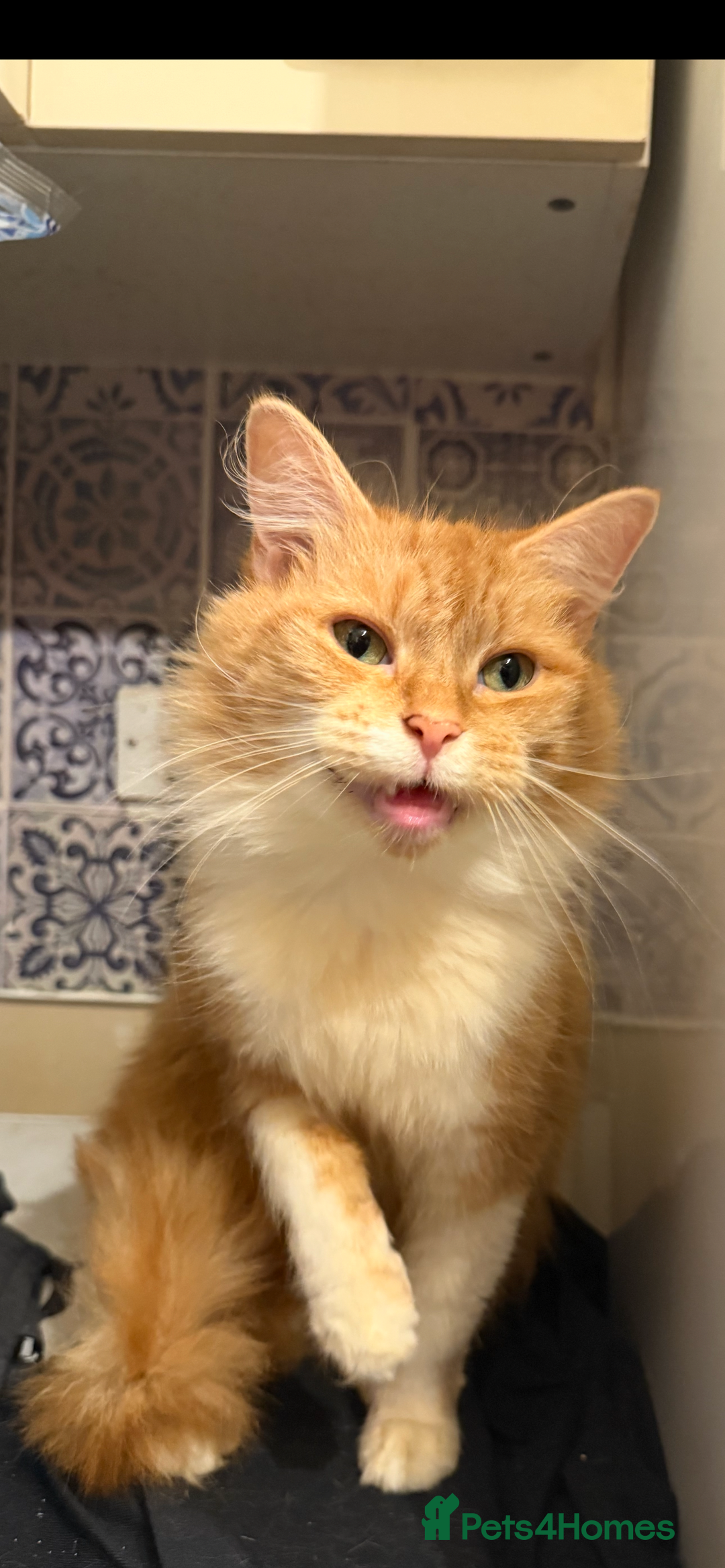 Mixed Breed cats for sale: Pumpkin - Advert 8