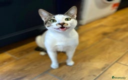 Arabian Mau cats for adoption: Two Bonded Rescue Cats for Adoption Together - Image 4