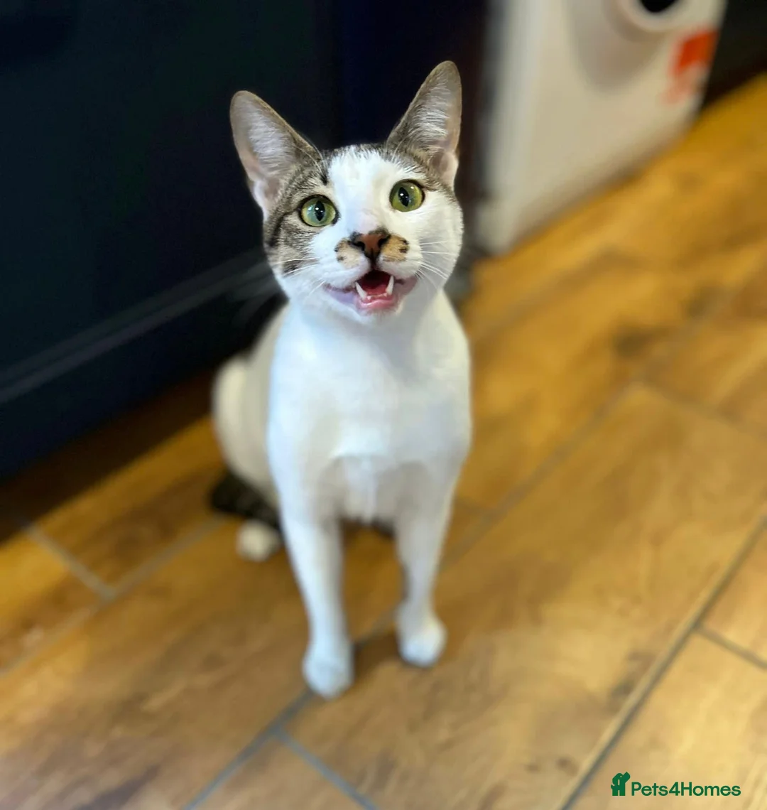 Arabian Mau cats for adoption: Two Bonded Rescue Cats for Adoption Together - Advert 4