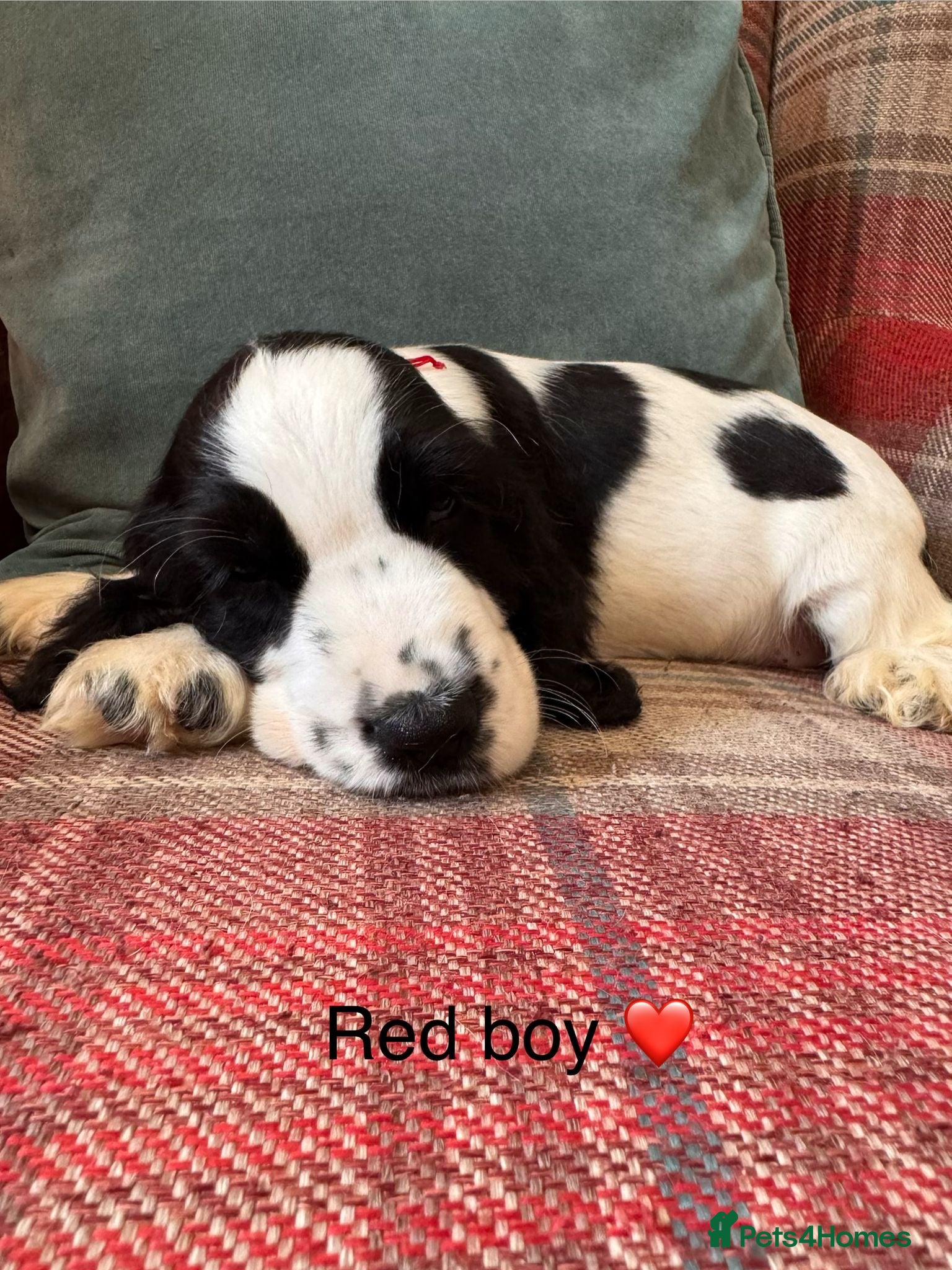 Cocker Spaniel dogs KC reg, health tested, show type cocker spaniels - Advert 1