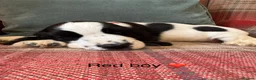 Cocker Spaniel dogs for sale: KC reg, health tested, show type cocker spaniels - Advert 3