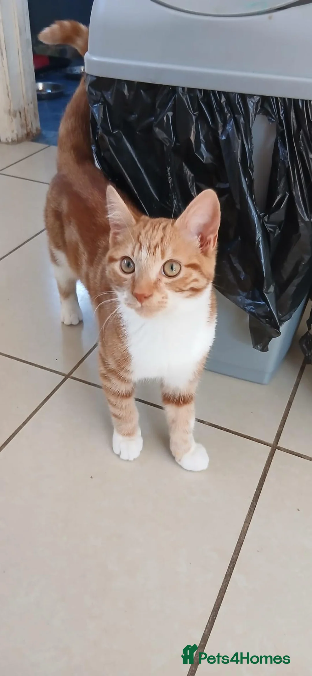 Mixed Breed cats for sale: 2 gorgeous kittens looking for their forever home  - Advert 2