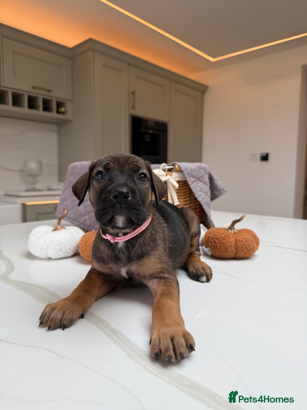 Cane Corso dogs for sale: Beautiful Cane Corso Puppies - Image 23