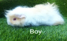 Guinea Pig rodents for sale: Alpaca x Guinea pigs  - Image 4