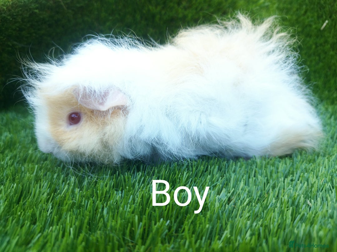 Guinea Pig rodents for sale: Alpaca x Guinea pigs  - Image 4