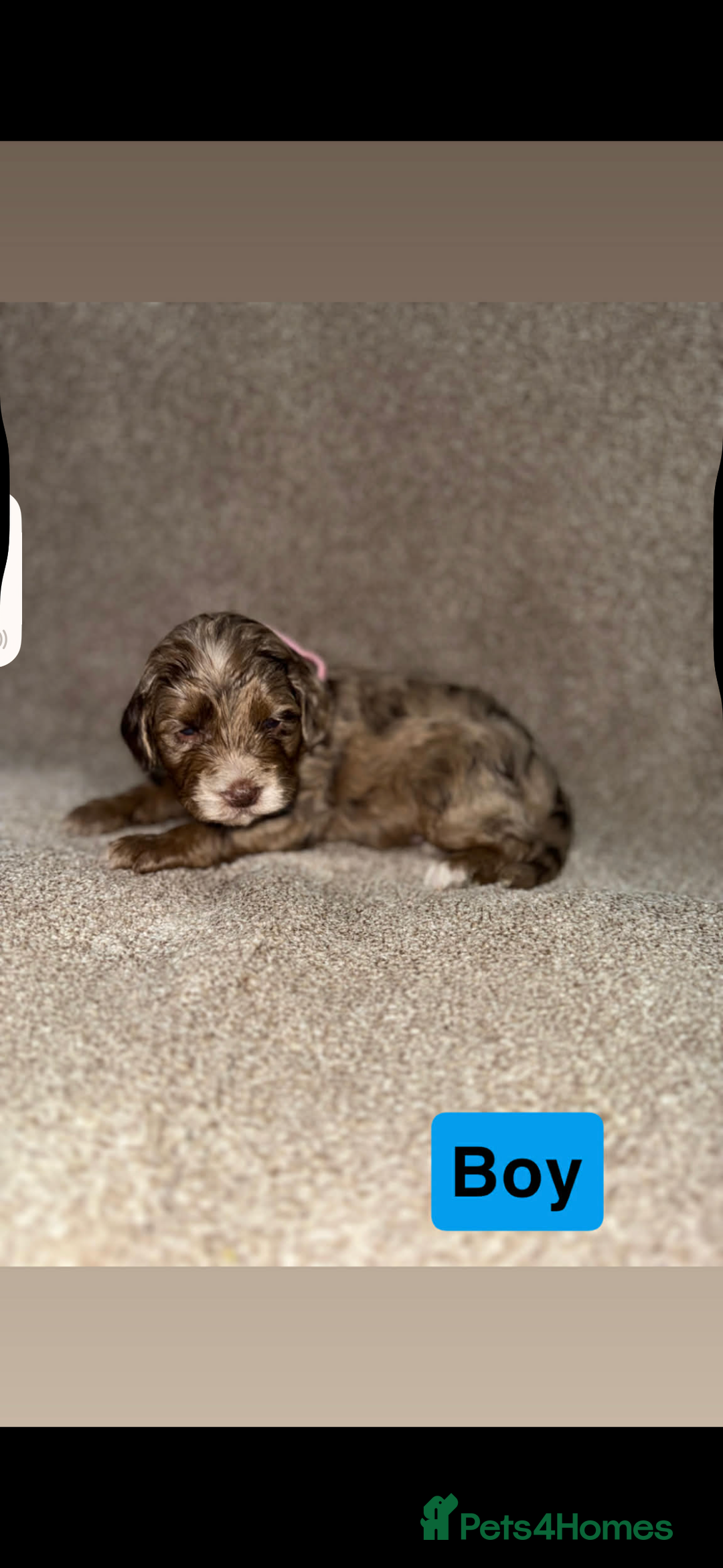 Cockapoo dogs for sale: Cockapoo puppies  - Advert 9